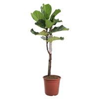 Planta Ornamental Ficus Lyrata