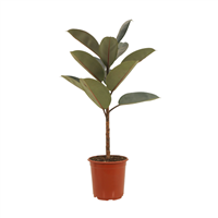 Planta Ornamental Ficus Elastica