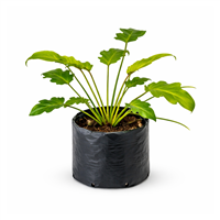 Planta Ornamental Xanaduc