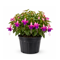 Planta Ornamental Bailarinas