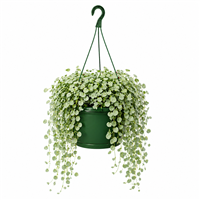 Planta Ornamental Colgante Dichondra Plateada