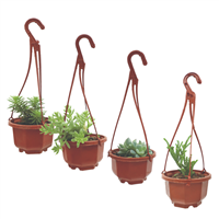 Planta Colgante Pequeña