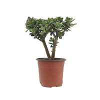 Planta Ornamental Mini Jade