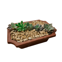 Planta Ornamental Variedad Suculenta
