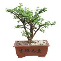 Arbol Bonsai Mix
