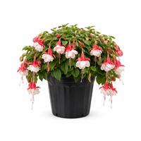 Planta Ornamental Gorrion
