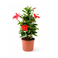 Planta Ornamental Diplomea