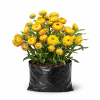 Planta Ornamental Helichrysum Mix