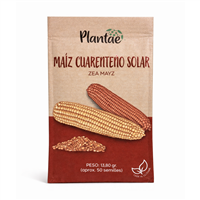 Semilla Maiz Cuarenteno Solar