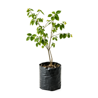 Planta Zota Caballo