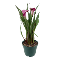 Planta Ornamental Cala Holandesa