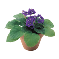 Planta Violeta China