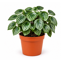 Planta Ornamental Peperonia