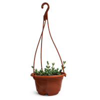 Planta Suculenta Helecho Nido de Ave Manita