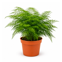 Planta Ornamental Helecho Plumoso