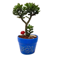 Planta Ornamental Jade Decorado