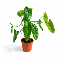 Planta Ornamental Philodendrum Burle Marx