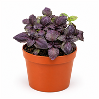 Planta Ornamental Albahaca Morada