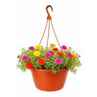 Planta Ornamental Colgante Mañanitas