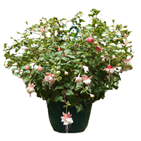 Planta Ornamental Fucsia Colgar