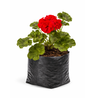 Planta Ornamental Geranio