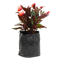 Planta Ornamental China