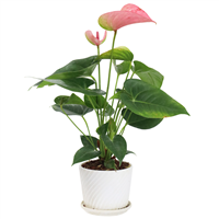 Planta Ornamental Anturio