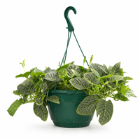 Planta Ornamental Colgante Fitonia