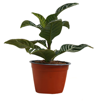 Planta Ornamental Aphelandra Zebra