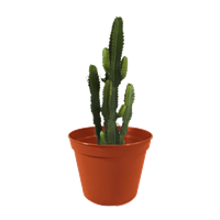 Planta Ornamental Cactus