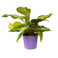 Planta Ornamental Arreglo 14 cm
