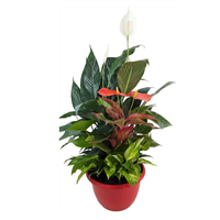 Planta Ornamental Arreglo 25 cm