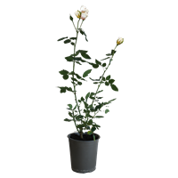 Planta Ornamental Rosa 19