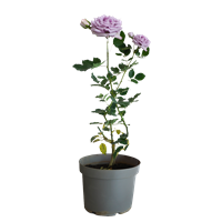 Planta Ornamental Rosa 29