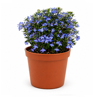 Planta Ornamental Lobelia