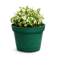 Planta Ornamental Waffle
