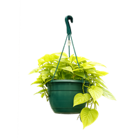 Planta Colgante Potos