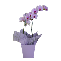 Planta Orquidea Phalenopsis con Caja Decorativa