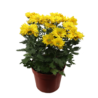 Planta Ornamental Poma