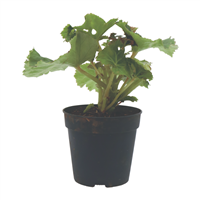 Planta Ornamental Begonia Holandesa Doble