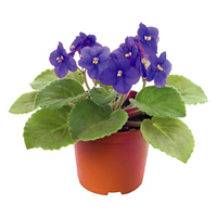 Planta Ornamental Violeta