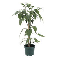 Planta Ornamental Chile Picante