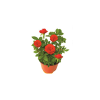 Planta Ornamental Mini Rosa