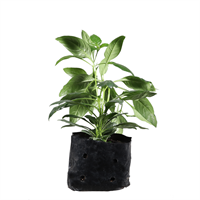 Planta Ornamental Crossandra